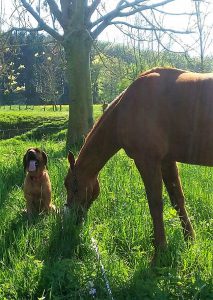 Spezialtraining Hund und Pferd